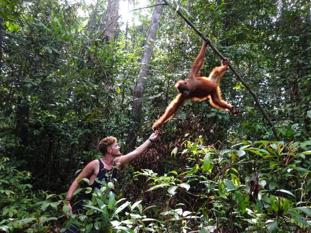 Toby reaching out to Orangutan