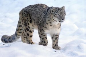 snowleopard