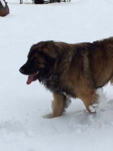 berlioz